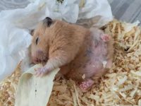 why do hamsters die so suddenly?