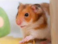 Why do hamsters eat their own babies?