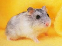 Why do hamsters eat their own kind?