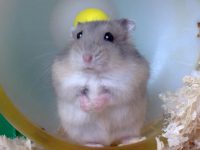 How long does a purple hamster live?