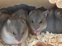 What are the characteristics of purple hamsters?