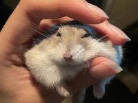 What food and snacks do purple hamsters eat?