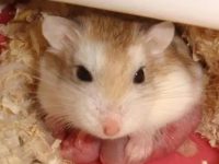 How long do dwarf hamsters live?