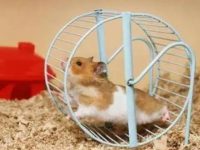 What do dwarf hamsters eat?
