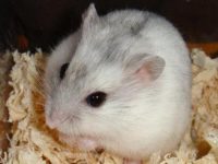 Which hamster is less likely to die?