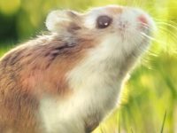 Advantages and Disadvantages of Milk Tea Hamster