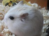 Is milk tea hamster easy to keep?