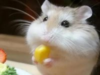How long do dwarf hamsters live?