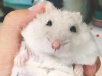 What do dwarf hamsters eat?