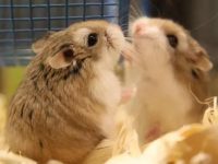 How do dwarf hamsters see male and female?