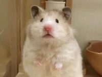 How many years do silver fox hamsters live?