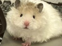 Silver fox hamster pros and cons