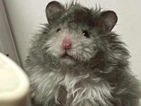 Are silver fox hamsters easy to raise?