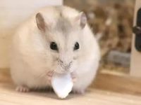 Are hamsters easy to keep?