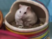 How long does it take for a hamster to recognize its owner?
