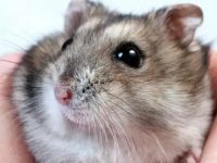 How many hamsters are best to keep?
