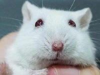 What are the characteristics of hamster pregnancy?