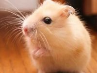 What to prepare for hamster pregnancy