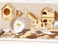 How to buy a hamster cage?