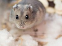 How many types of hamster cages are there?