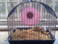 Which hamster cage is best?