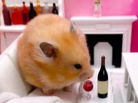 Do hamsters bite people?