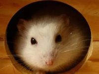 Can hamsters eat peaches?