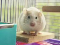 Can hamsters eat Chinese cabbage?