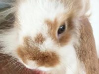 How long does a golden bear hamster live?