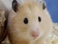 Advantages and Disadvantages of Golden Bear Hamster