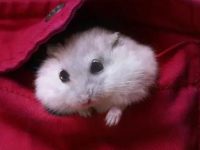 Why do so few people keep golden bear hamsters?