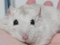 How long does a pudding hamster generally live?