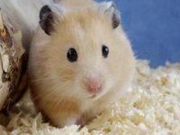 How big can a pudding hamster grow?