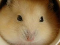 Tips for raising pudding hamsters