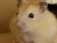 Precautions for breeding pudding hamsters