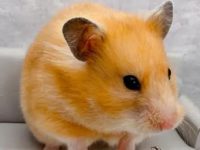 Foods that hamsters are forbidden to eat