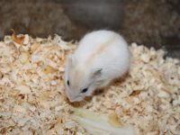 Advantages and Disadvantages of Golden Fox Hamsters