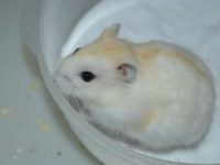 Are golden fox hamsters easy to raise?