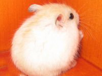 Are golden fox hamsters suitable for novices to raise?