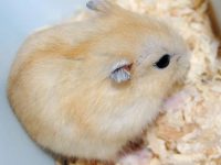 Are golden fox hamsters docile?