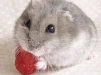 Is it better to keep a male or a female golden fox hamster?