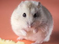 How long does a golden fox hamster live?