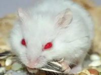 Why do so few people keep snowball hamsters?