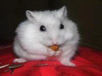 What does Snowball Hamster like to eat?