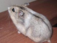 How to raise a snowball hamster?