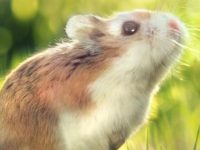 Advantages and Disadvantages of Milk Tea Hamster