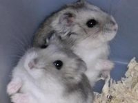 Is milk tea hamster easy to raise?
