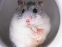 Life span of milk tea hamster