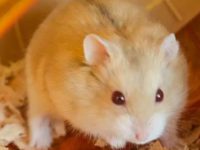 The difference between Amber Hamster and Pudding Hamster