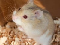 How to raise Amber Hamsters